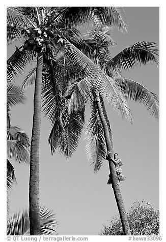 Coconut trees, with Samoan man climbing. Polynesian Cultural Center, Oahu island, Hawaii, USA (black and white)