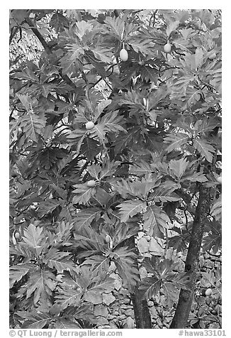 Breadfruit. Oahu island, Hawaii, USA (black and white)