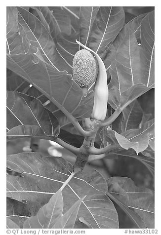 Fruit and leaves of the breadfruit tree. Oahu island, Hawaii, USA (black and white)