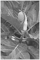 Fruit and leaves of the breadfruit tree. Oahu island, Hawaii, USA (black and white)