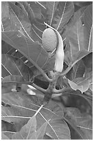 Fruit and leaves of the breadfruit tree. Oahu island, Hawaii, USA (black and white)