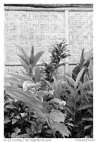Wild ginger flower and wall of hut. Polynesian Cultural Center, Oahu island, Hawaii, USA (black and white)