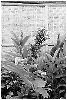 Wild ginger flower and wall of hut. Polynesian Cultural Center, Oahu island, Hawaii, USA ( black and white)