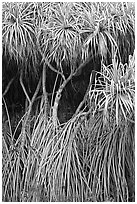 Pandanus trees (Hawaiian Hala). Oahu island, Hawaii, USA ( black and white)