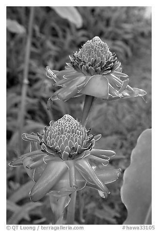 Torch Ginger flower. Oahu island, Hawaii, USA