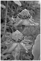 Torch Ginger flower. Oahu island, Hawaii, USA (black and white)