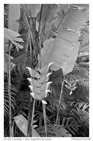 Lobster claw heliconia. Oahu island, Hawaii, USA