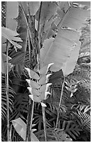 Lobster claw heliconia. Oahu island, Hawaii, USA (black and white)