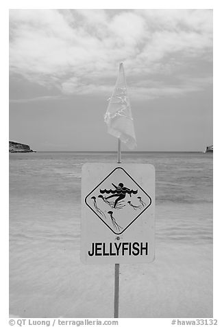 Sign warning against jellyfish,  Hanauma Bay. Oahu island, Hawaii, USA (black and white)