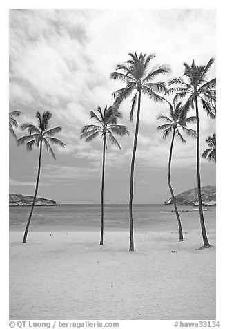 Palm trees and empty beach, Hanauma Bay. Oahu island, Hawaii, USA