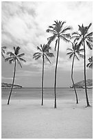 Palm trees and empty beach, Hanauma Bay. Oahu island, Hawaii, USA (black and white)