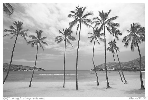 Palm trees and deserted beach, Hanauma Bay. Oahu island, Hawaii, USA (black and white)