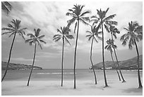 Palm trees and deserted beach, Hanauma Bay. Oahu island, Hawaii, USA (black and white)