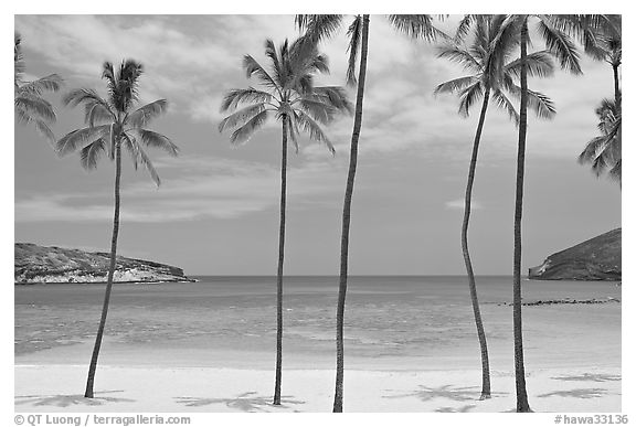 Palm trees and empty beach, Hanauma Bay. Oahu island, Hawaii, USA