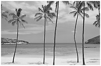 Palm trees and empty beach, Hanauma Bay. Oahu island, Hawaii, USA (black and white)