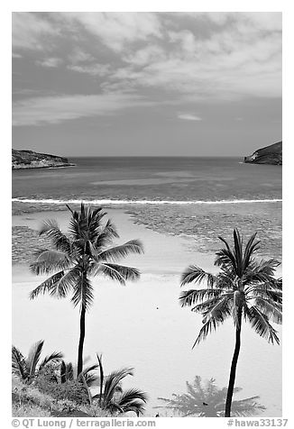 Palm trees and beach with no people, Hanauma Bay. Oahu island, Hawaii, USA