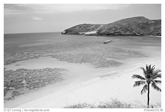 Palm tree,  beach, and Hanauma Bay with no people. Oahu island, Hawaii, USA (black and white)