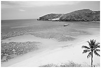 Palm tree,  beach, and Hanauma Bay with no people. Oahu island, Hawaii, USA (black and white)