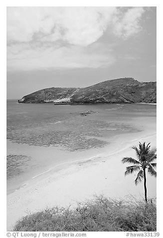 Palm tree,  beach, and Hanauma Bay with no people. Oahu island, Hawaii, USA