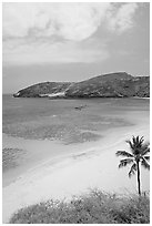 Palm tree,  beach, and Hanauma Bay with no people. Oahu island, Hawaii, USA (black and white)