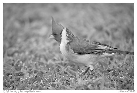 Bird with red head. Oahu island, Hawaii, USA