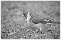 Bird with red head. Oahu island, Hawaii, USA (black and white)