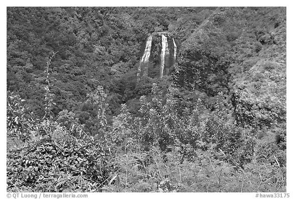 Opaekaa Falls and tropical vegetation, mid-morning. Kauai island, Hawaii, USA (black and white)