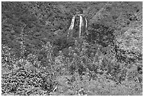 Opaekaa Falls and tropical vegetation, mid-morning. Kauai island, Hawaii, USA ( black and white)