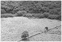 Trees, field, and ancient wall,  Wailua River Valley. Kauai island, Hawaii, USA ( black and white)