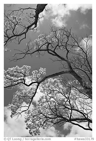 Branches of yellow trumpet trees  and clouds. Kauai island, Hawaii, USA