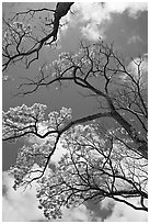Branches of yellow trumpet trees  and clouds. Kauai island, Hawaii, USA (black and white)