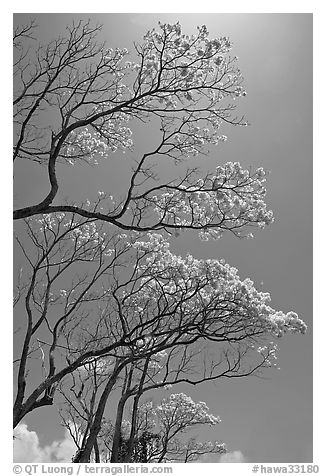 Branches of yellow trumpet trees (Tabebuia aurea). Kauai island, Hawaii, USA (black and white)