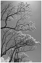 Branches of yellow trumpet trees (Tabebuia aurea). Kauai island, Hawaii, USA (black and white)