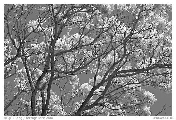 Yellow trumpet tree branches. Kauai island, Hawaii, USA (black and white)