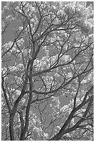 Yellow trumpet tree (Tabebuia aurea)  branches. Kauai island, Hawaii, USA ( black and white)