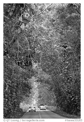 Road through tunnel of trees. Kauai island, Hawaii, USA