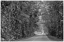 Road through  tree tunnel of mahogany trees. Kauai island, Hawaii, USA (black and white)