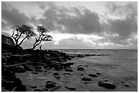 Fisherman, trees, and ocean, dawn. Kauai island, Hawaii, USA ( black and white)