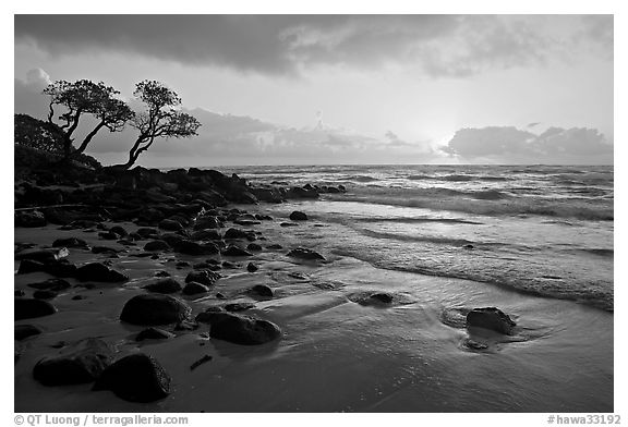 Windblown trees and ocean, Lydgate Park, sunrise. Kauai island, Hawaii, USA