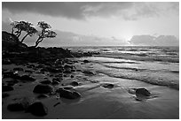 Windblown trees and ocean, Lydgate Park, sunrise. Kauai island, Hawaii, USA ( black and white)