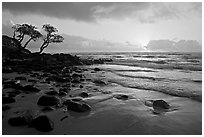 Windblown trees and ocean, Lydgate Park, sunrise. Kauai island, Hawaii, USA (black and white)