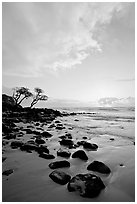 Windblown trees, boulders, and clouds, Lydgate Park, sunrise. Kauai island, Hawaii, USA (black and white)