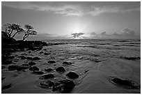 Windblown trees, boulders, and clouds, Lydgate Park, sunrise. Kauai island, Hawaii, USA ( black and white)