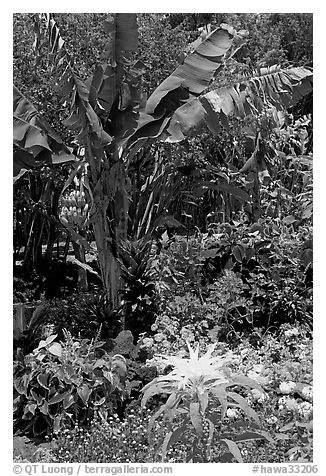Flowers and banana tree, National Botanical Garden Visitor Center. Kauai island, Hawaii, USA (black and white)