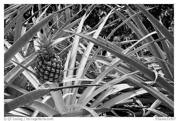 Pineapple, National Botanical Garden Visitor Center. Kauai island, Hawaii, USA