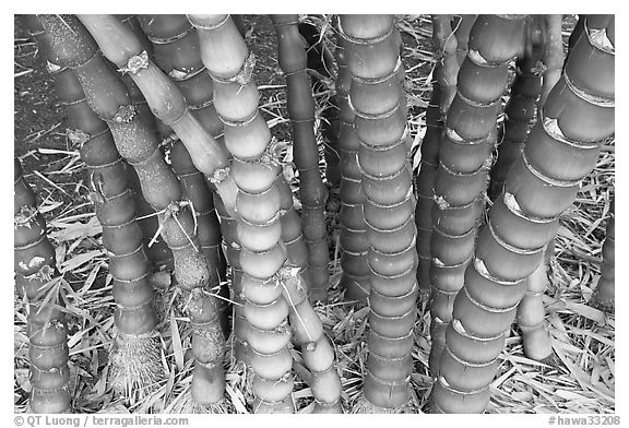 Bamboo, National Botanical Garden Visitor Center. Kauai island, Hawaii, USA