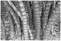 Bamboo, National Botanical Garden Visitor Center. Kauai island, Hawaii, USA (black and white)