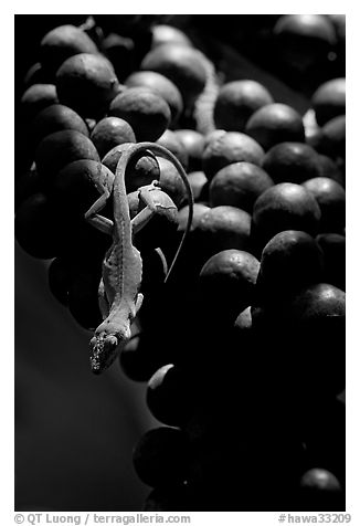Lizard on fruit of tropical tree. Kauai island, Hawaii, USA (black and white)
