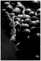 Lizard on fruit of tropical tree. Kauai island, Hawaii, USA ( black and white)