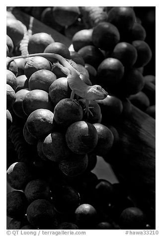 Lizard and tropical fruits. Kauai island, Hawaii, USA (black and white)